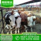 湖南肉牛犢批發(fā)價格  牛犢養(yǎng)殖基地  肉牛犢養(yǎng)殖場