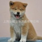 上海犬舍養(yǎng)狗場繁育賽級純種活體柴犬幼犬狗狗出售
